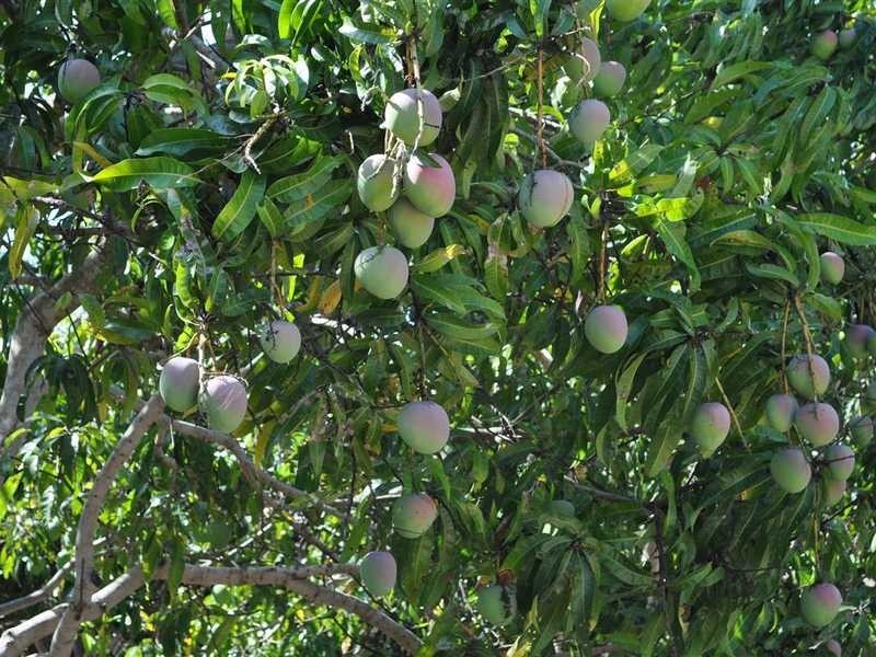 1077 Carmen Road, Mareeba QLD 4880