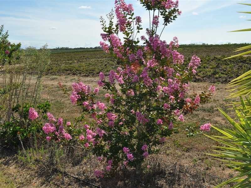 1077 Carmen Road, Mareeba QLD 4880