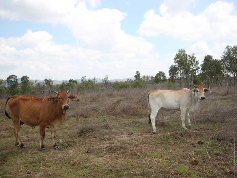 939 Leadingham Creek Road, Dimbulah QLD 4872