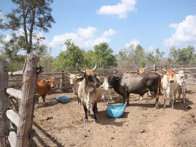 939 Leadingham Creek Road, Dimbulah QLD 4872