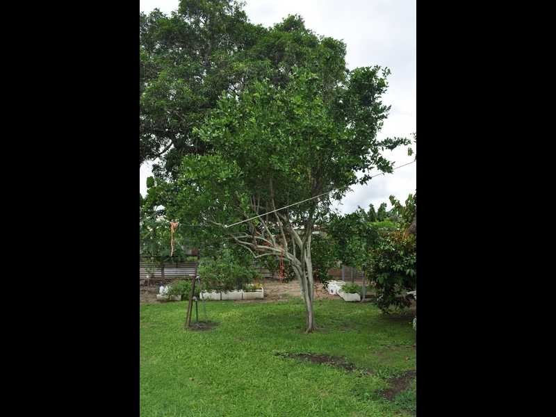 13 Vaughan St, Mareeba QLD 4880