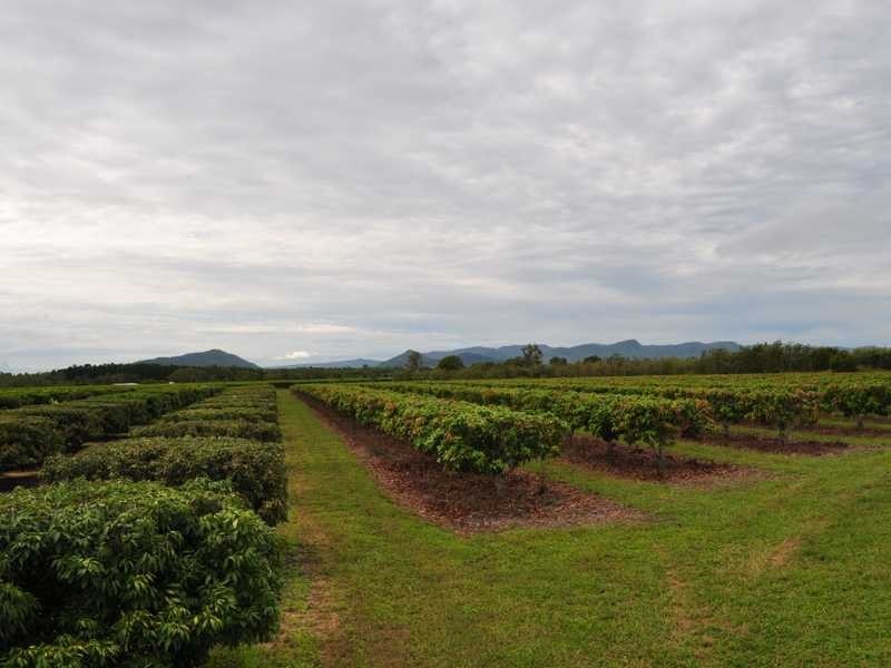 Randazzo Road, Mareeba QLD 4880