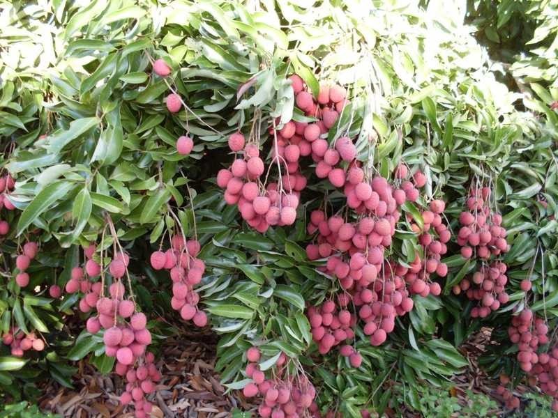 Randazzo Road, Mareeba QLD 4880