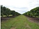 Randazzo Road, Mareeba QLD 4880