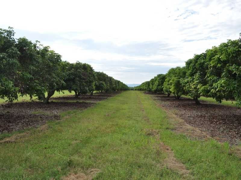 Randazzo Road, Mareeba QLD 4880