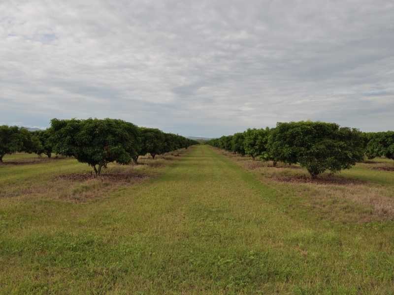 Randazzo Road, Mareeba QLD 4880