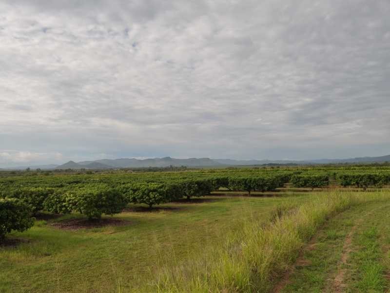 Randazzo Road, Mareeba QLD 4880