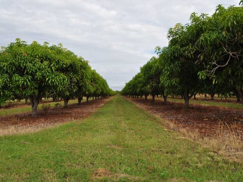 Randazzo Road, Mareeba QLD 4880