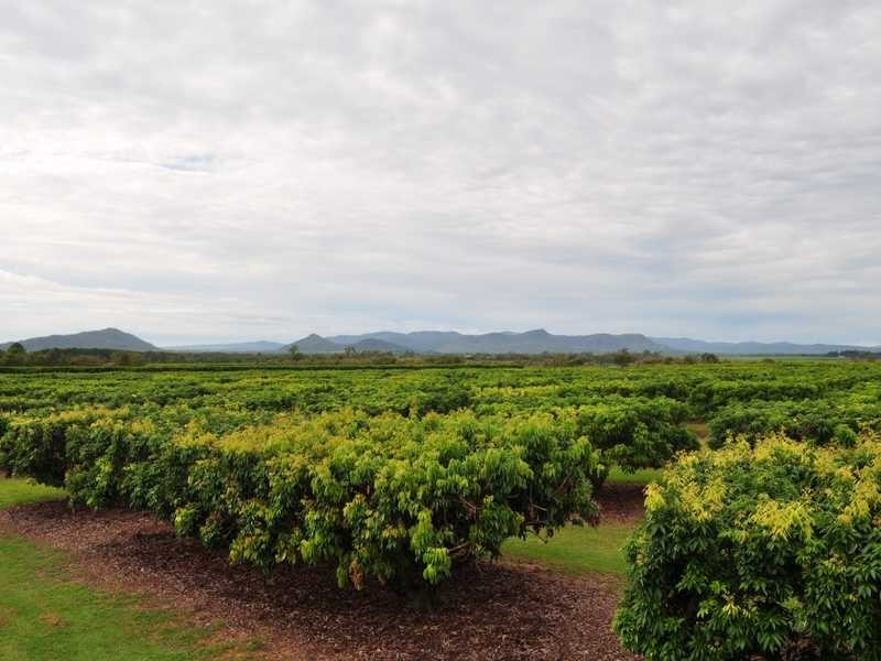 Randazzo Road, Mareeba QLD 4880