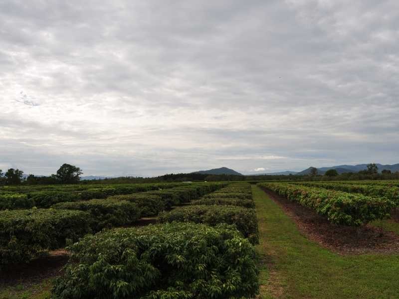 Randazzo Road, Mareeba QLD 4880