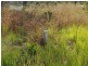 Lot 61 Rozel Close, Mareeba QLD 4880