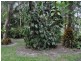 14 Querin Road, Biboohra QLD 4880