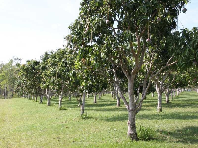 3762 Kennedy Highway, Mareeba QLD 4880