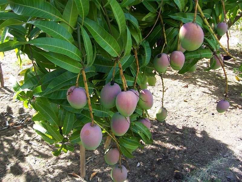 Algoma Road, Mareeba QLD 4880