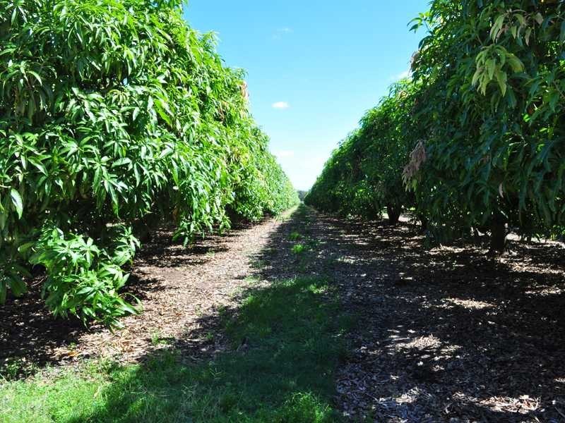 Algoma Road, Mareeba QLD 4880