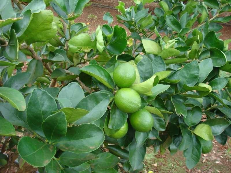 398 Chewko Road, Mareeba QLD 4880