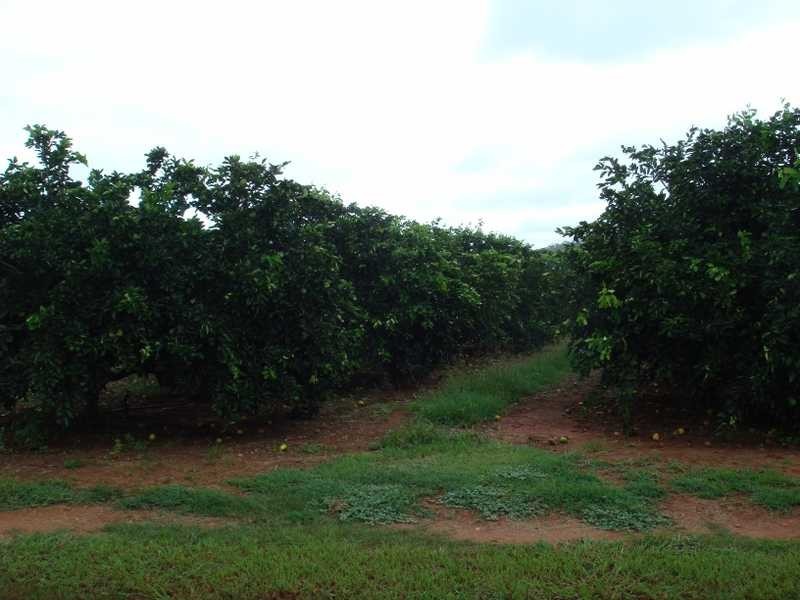 398 Chewko Road, Mareeba QLD 4880