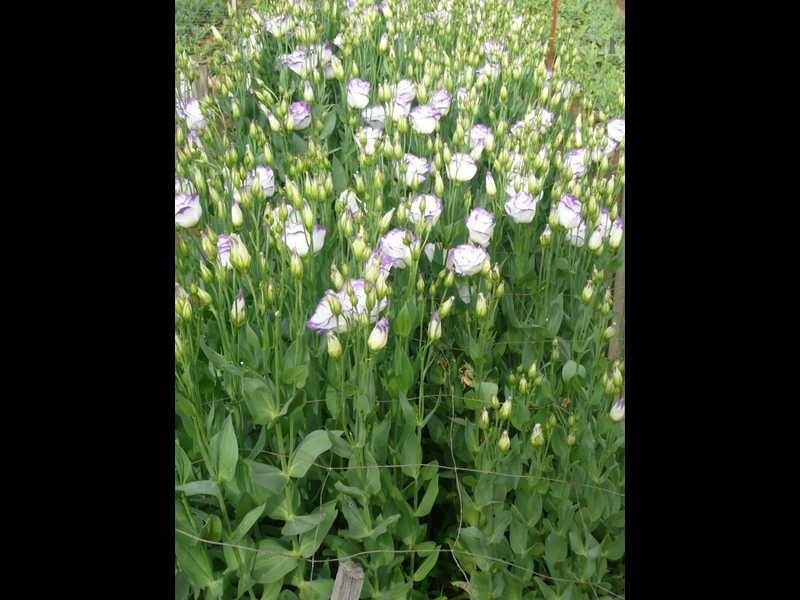 134 Bilwon Road, Biboohra QLD 4880