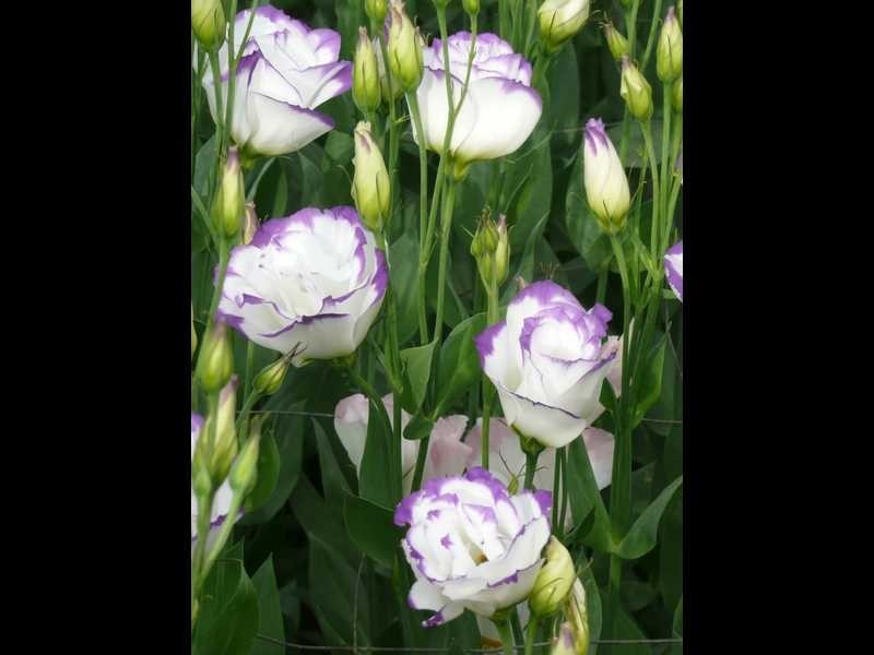 134 Bilwon Road, Biboohra QLD 4880