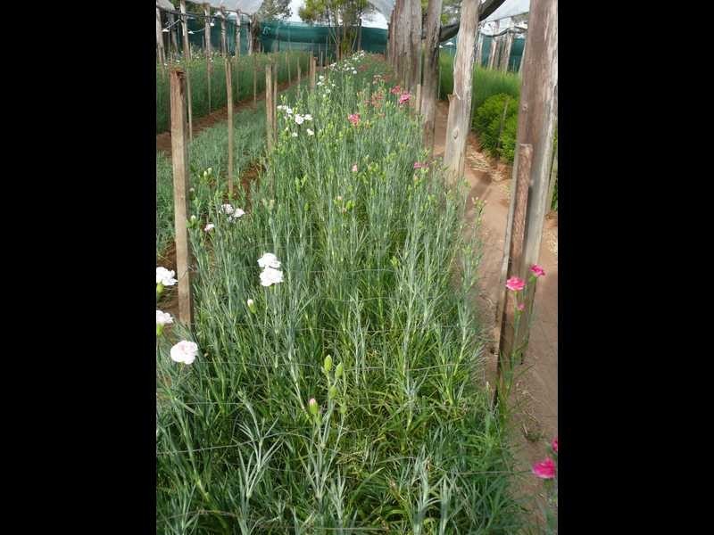 134 Bilwon Road, Biboohra QLD 4880