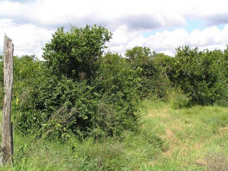 123 Freemans Reach Rd, Freemans Reach NSW 2756