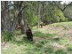 520 Cedar Creek Road, Cedar Creek QLD 4207