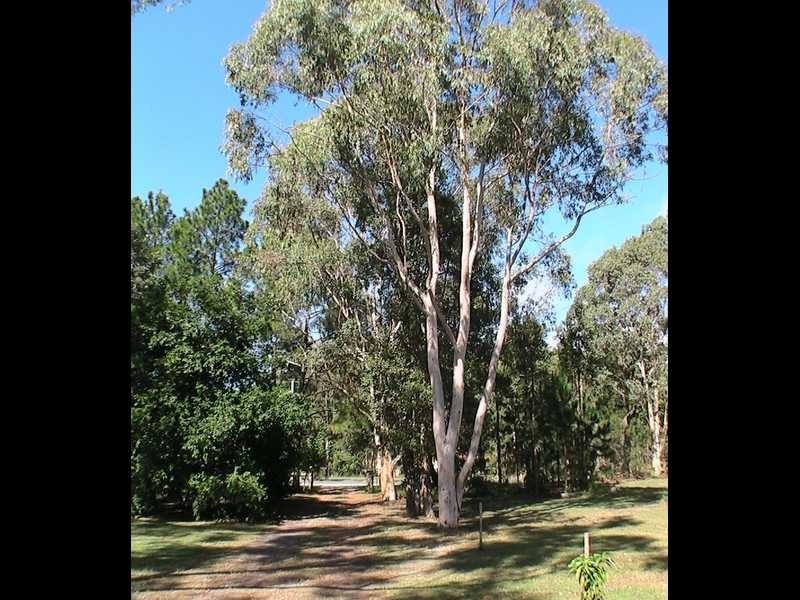 Logan Village QLD 4207