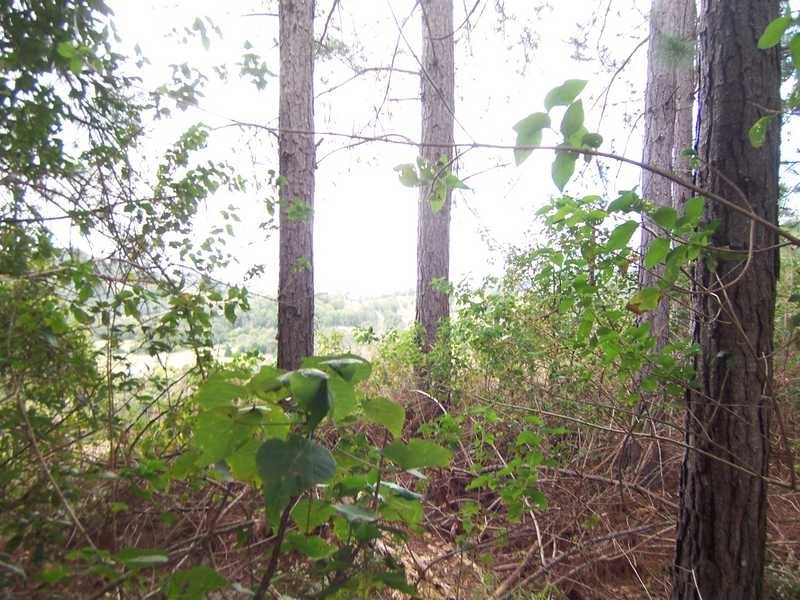 79 Burringbar Road, Burringbar NSW 2483