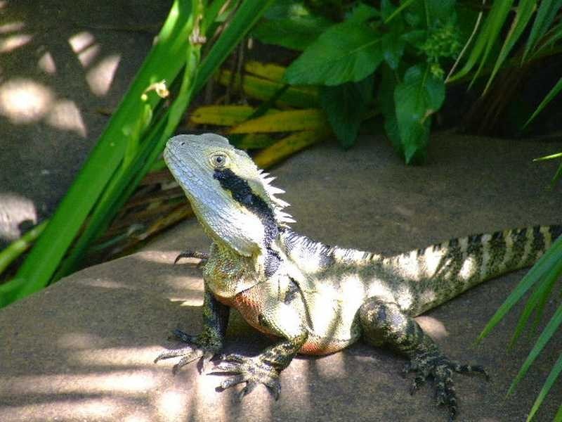 50 Tongarra Drive, Ocean Shores NSW 2483