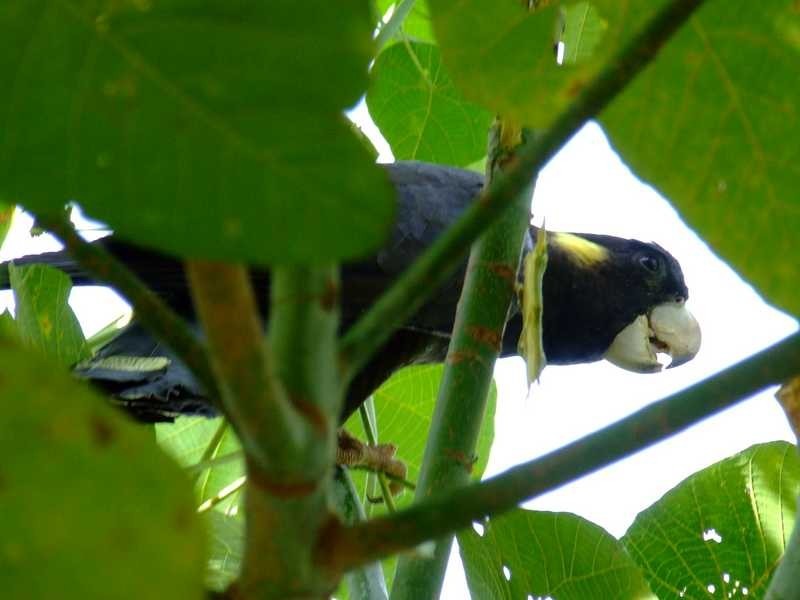 50 Tongarra Drive, Ocean Shores NSW 2483