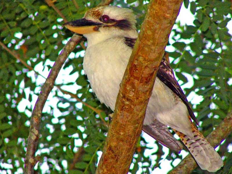 5 Berrimbillah Court, Ocean Shores NSW 2483