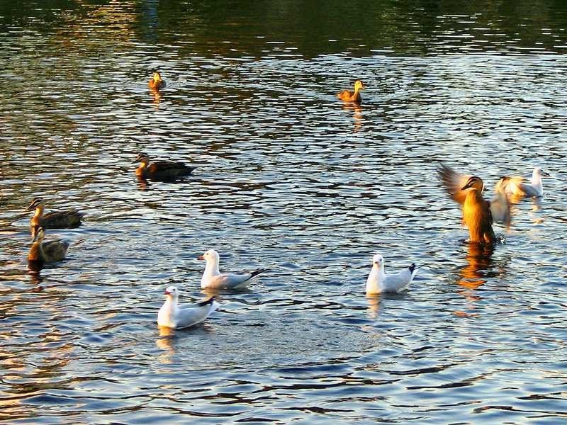 5 Berrimbillah Court, Ocean Shores NSW 2483