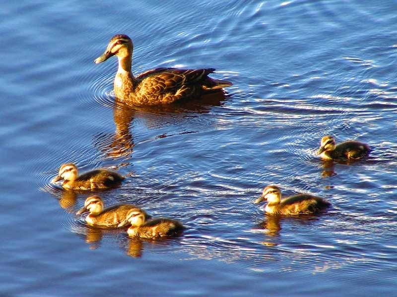 5 Berrimbillah Court, Ocean Shores NSW 2483