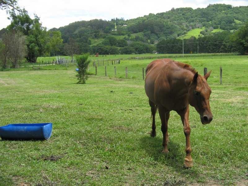 310 The Pocket Road, The Pocket NSW 2483