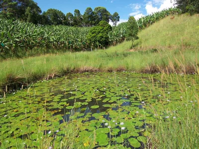 66 The Pocket Road, Billinudgel NSW 2483