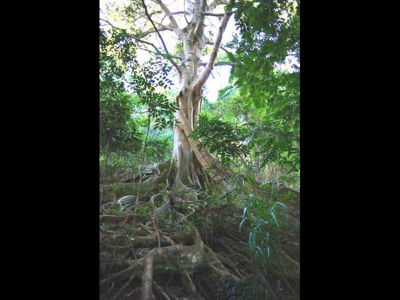 Lot 6 Binalong Ct, Burringbar NSW 2483