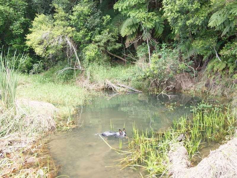 430 Crabbes Creek Road, Crabbes Creek NSW 2483