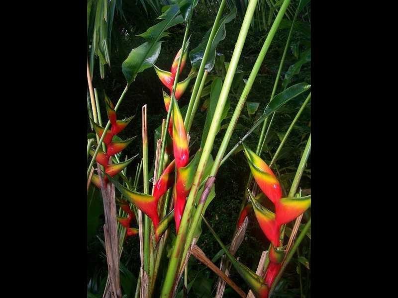 11 Goondooloo Drive, Ocean Shores NSW 2483