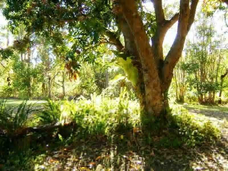 Lot 341 The Tunnell Road, Billinudgel NSW 2483