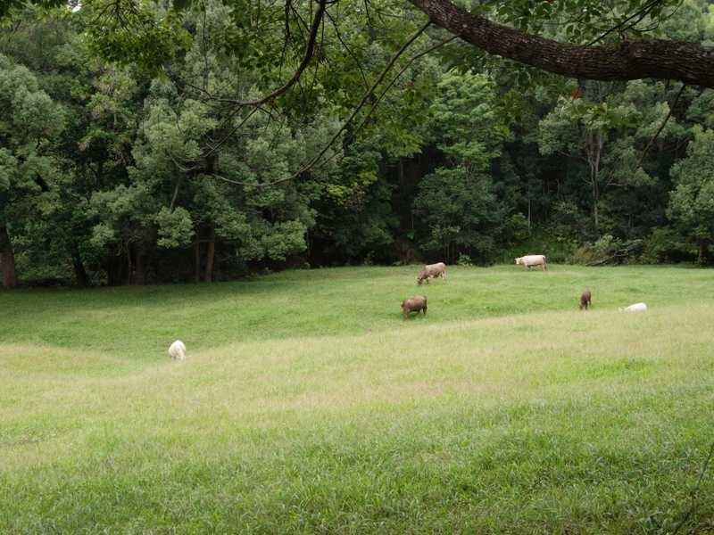 49 Blakeney’s Road, Stokers Siding NSW 2484