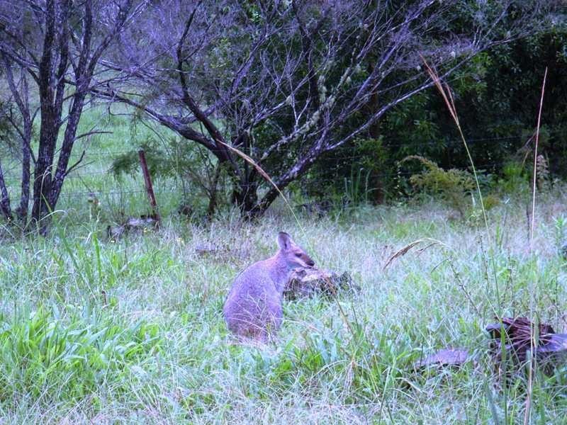 49 Blakeney’s Road, Stokers Siding NSW 2484