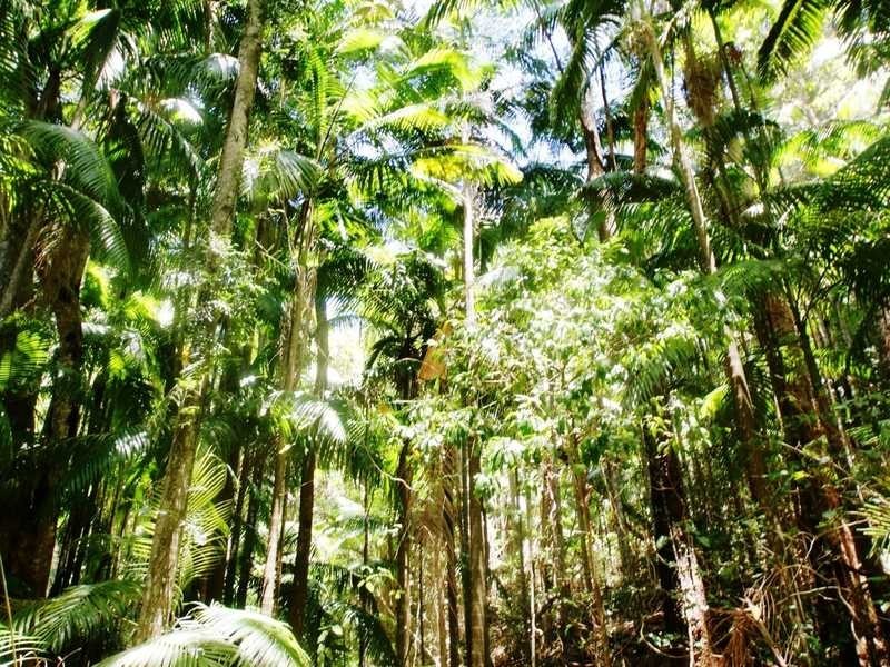 453 Cudgera Creek Road, Cudgera Creek NSW 2484