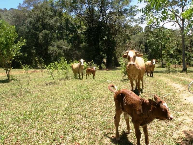 453 Cudgera Creek Road, Cudgera Creek NSW 2484