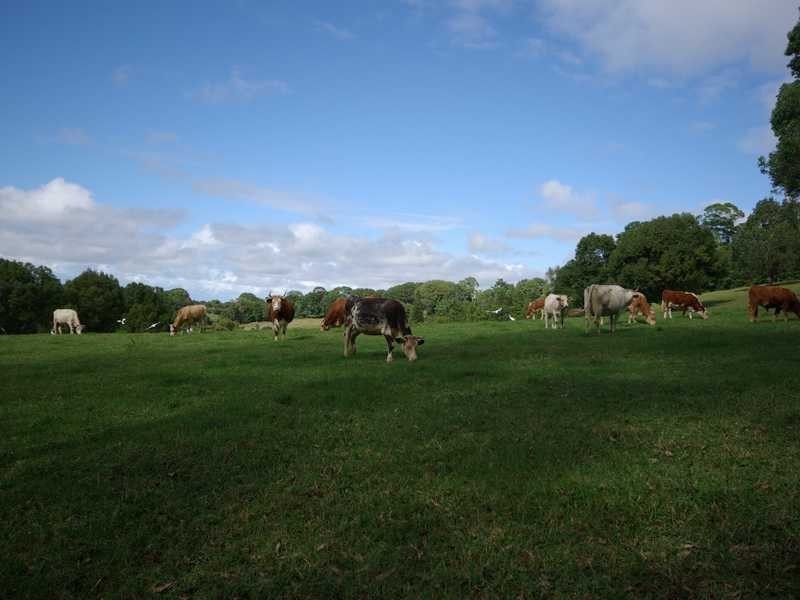 8 Killen Falls Drive, Tintenbar NSW 2478