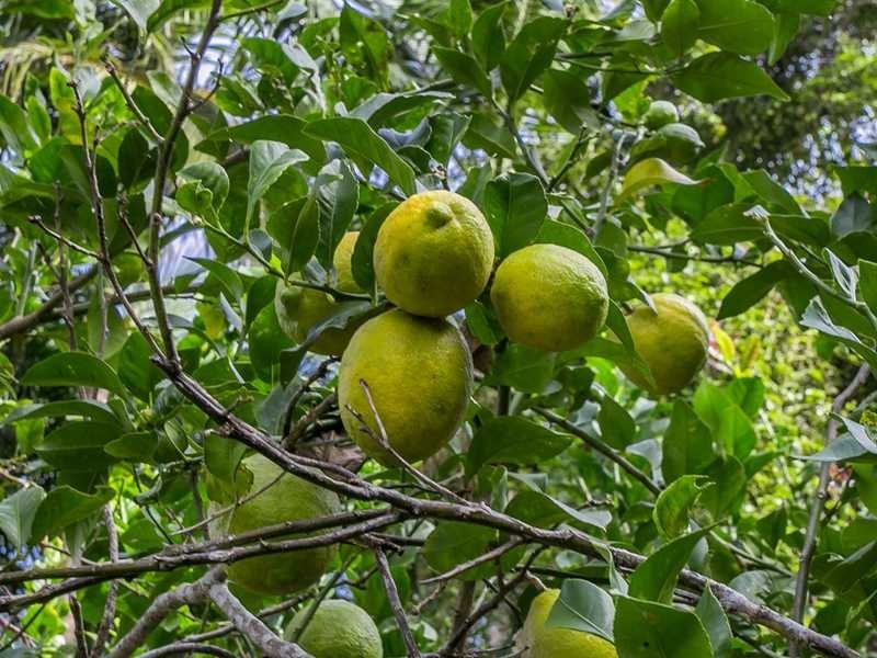 2364D Dunoon Road, Dorroughby NSW 2480