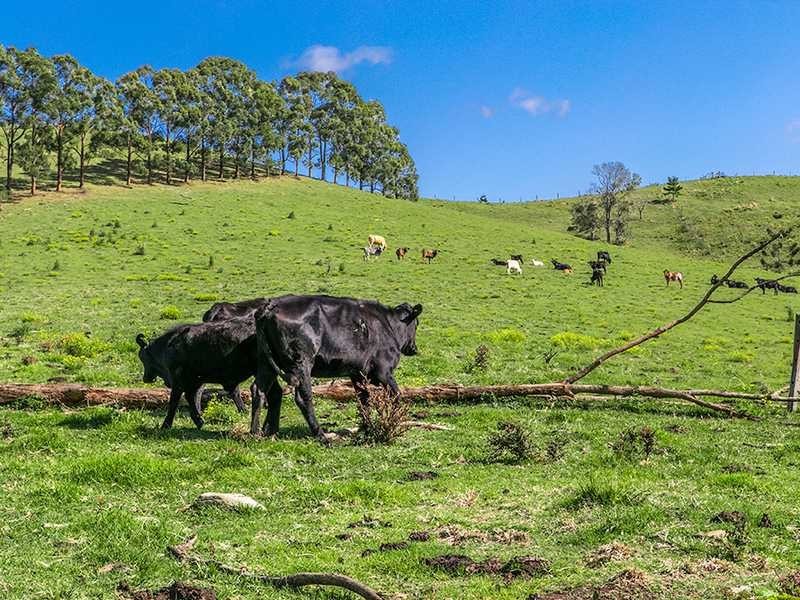 24 Oakey Creek Road, Georgica NSW 2480