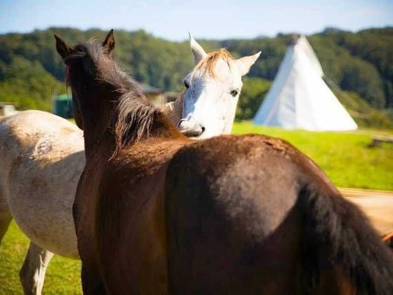 81 Fox Road, Rosebank NSW 2480