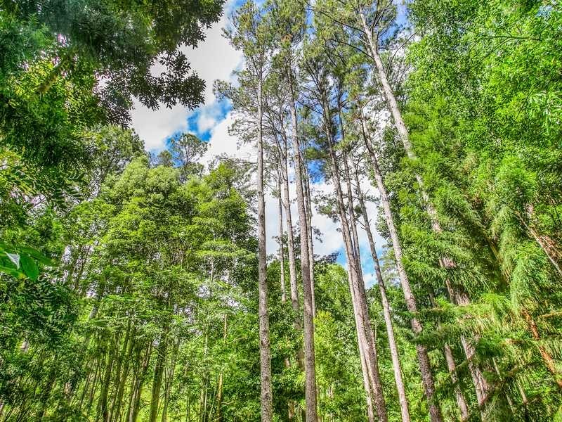 495 Friday Hut Road, Bangalow NSW 2479