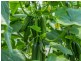 Tinderbox Road, Talofa NSW 2481