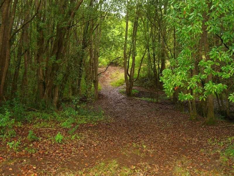 Lot 22 Booyong Road, Clunes NSW 2480